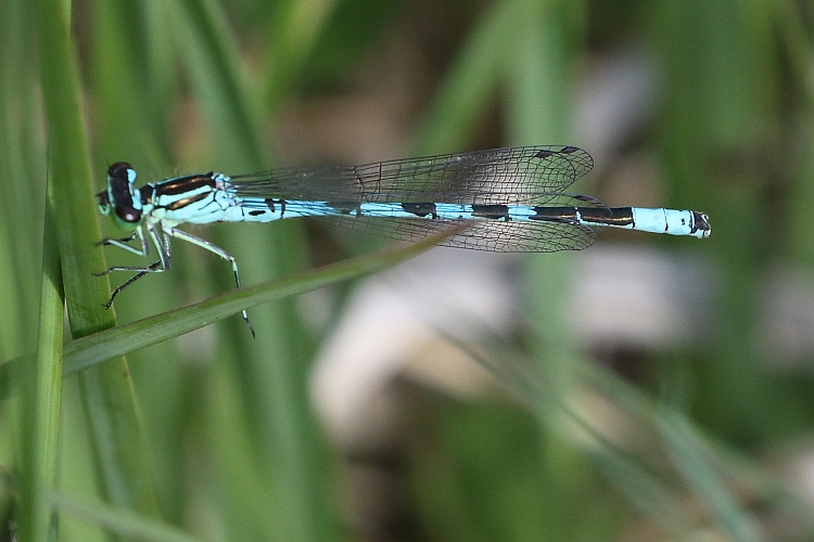 Coenagrion hastulatum (Northern Damselfly) male 4.JPG